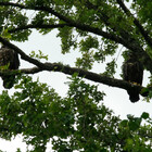 eaglewatcher4
