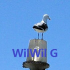 WilWil-G