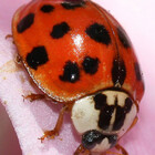Debboggy