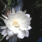 shanti2606