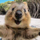 aussierose80