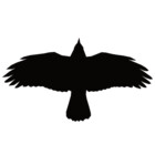 swiftraven