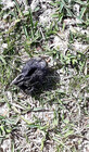 crowmeat