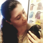 TheNativePigeon