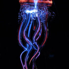 LadyJellyfish