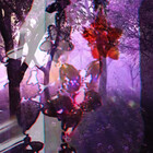 Mentalesque