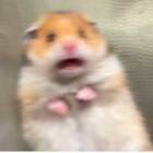 hamsterquotes