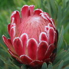 PlantNerd1979