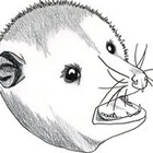 UglyAnimalArt