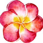 Maggieohara