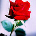 Redrose10