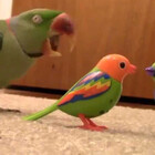 Crazybirdlady01