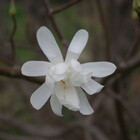 shewolf459