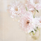 flossyrandle