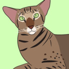 haydspetdrawing