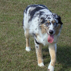 BlueEyedAussie