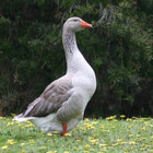 oiseau