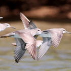 birdpics