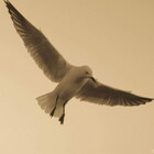 JJsPhotography