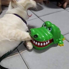 sariasong64