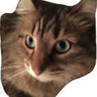 mollycaette
