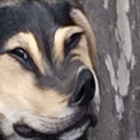 TopHatBadger