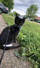 TuxedoFelix
