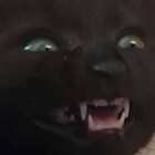 peripaws
