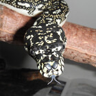 phillsnakeman