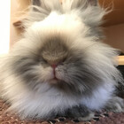 kaletherabbit