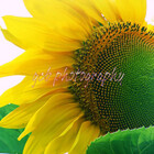 gcbphotography