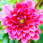 edarlingphoto