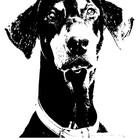 EvaTheDoberman