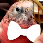 beanthebourke