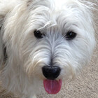 diadeclaw