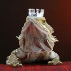 LixardPrince