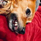 tovithemutt