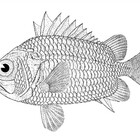 TheSquirrelFish