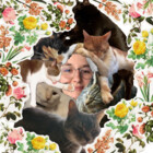 catsapphic