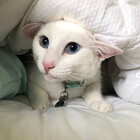 imezracat
