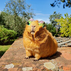 OfficialPigDad