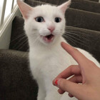 StinkyCate