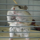 kitchenhamster