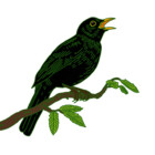 Bird-Related