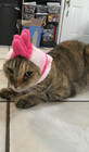 Lestellero