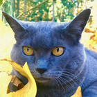 Cinderblockcat