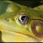 ShutterFrog
