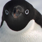 leo-the-penguin