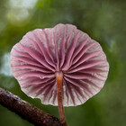 HoneyFungi