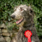 DeerhoundRhodry
